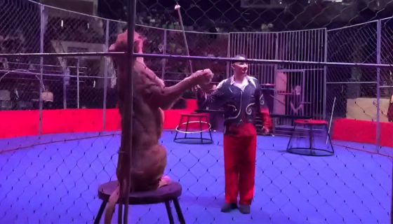 Цирк-шапито «София»