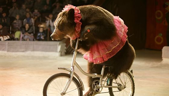 Цирк-шапито «София»