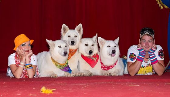 Цирк-шапито «София»