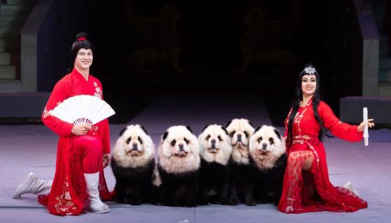 Цирк-шапито «София»