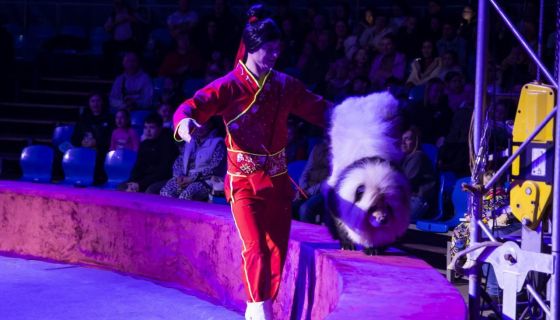 Цирк-шапито «София»